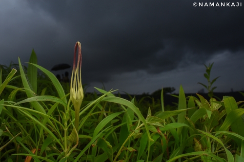 Ceropegia attenuata (Ceropegia attenuata)