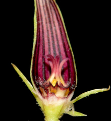 Ceropegia attenuata (Ceropegia attenuata)