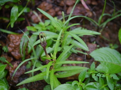 Ceropegia attenuata (Ceropegia attenuata)