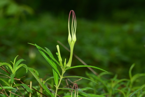 Ceropegia attenuata (Ceropegia attenuata)