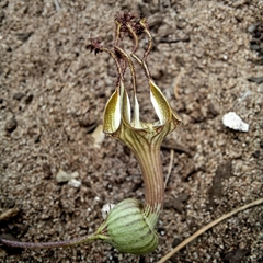 Ceropegia barbata (Ceropegia barbata)