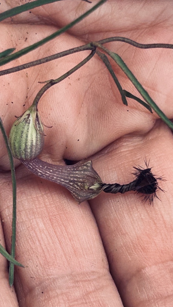 Ceropegia barbata (Ceropegia barbata)