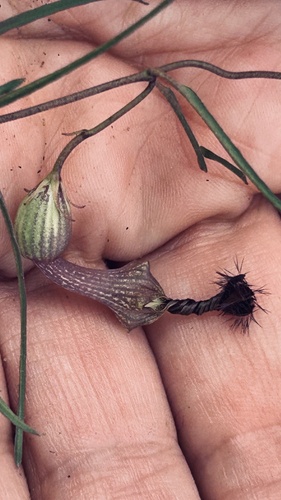 Ceropegia barbata (Ceropegia barbata)