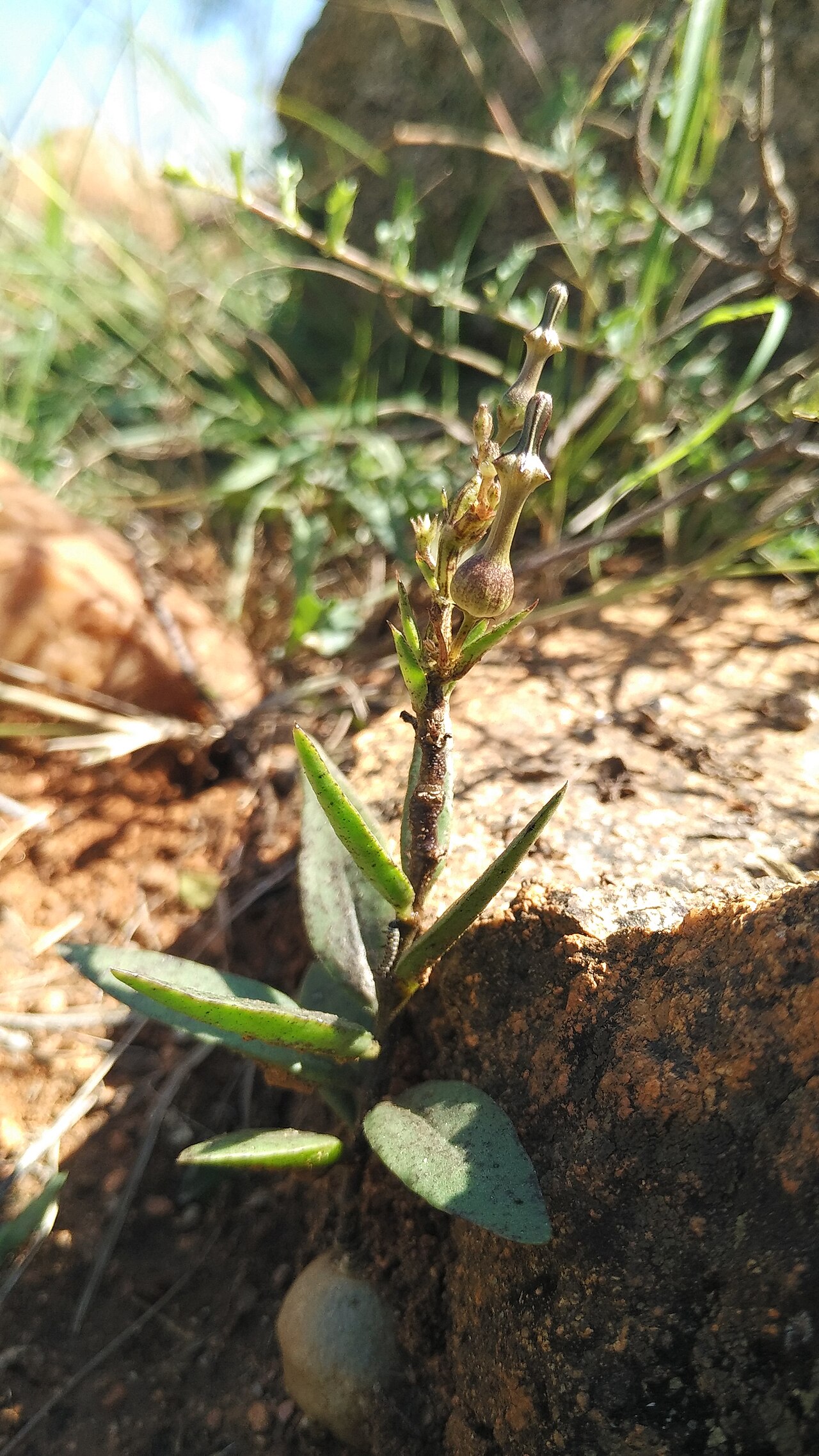 Ceropegia bulbosa: Ceropegia bulbosa var lussii is synonym for ceropegia bulbosa