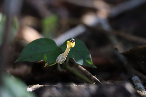 Ceropegia candelabrum (Ceropegia candelabrum)