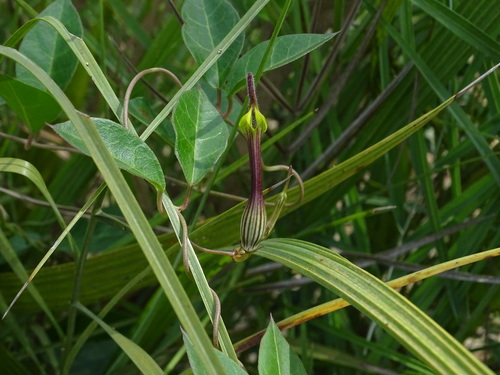 Ceropegia candelabrum (Ceropegia candelabrum)