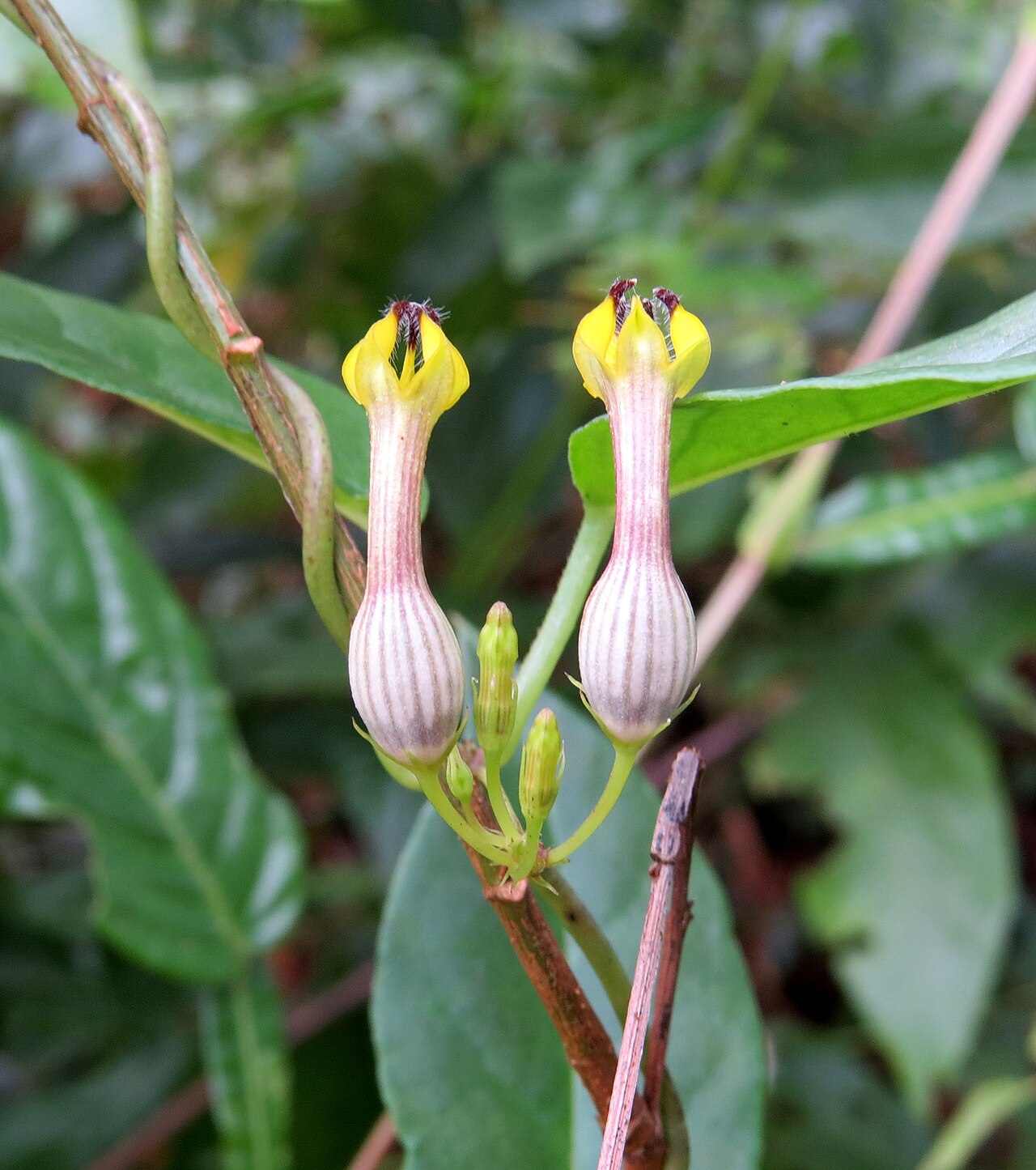 Ceropegia candelabrum: Ceropegia candelabrum