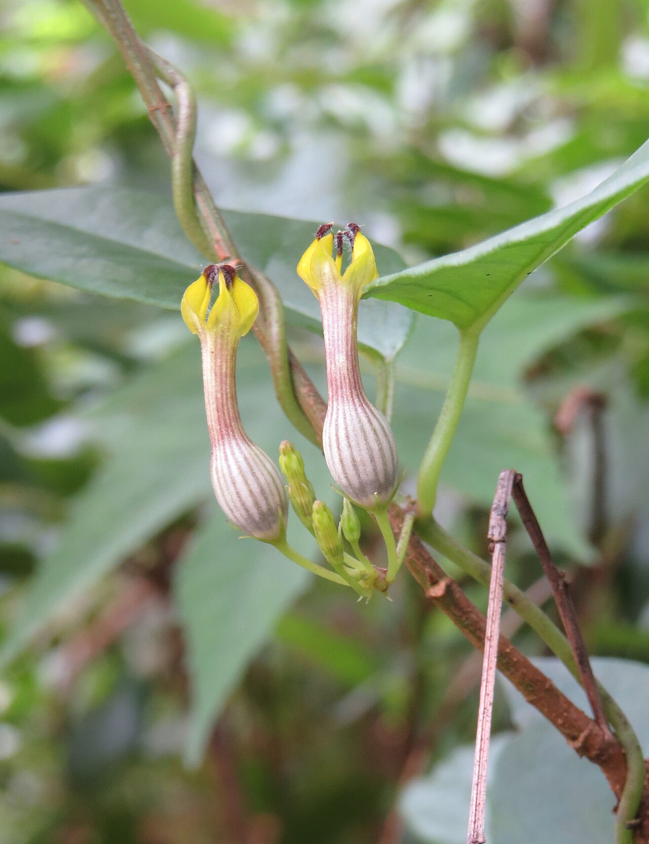 Ceropegia candelabrum: Ceropegia candelabrum