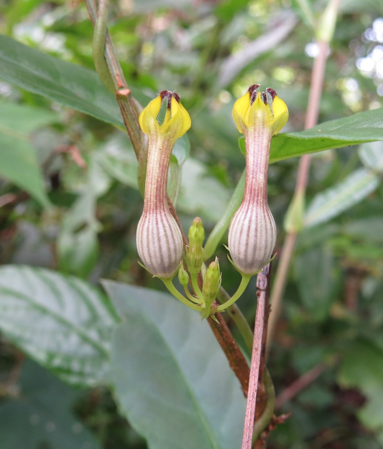 Ceropegia candelabrum: Ceropegia candelabrum