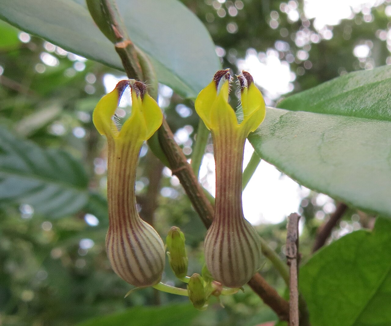 Ceropegia candelabrum: Ceropegia candelabrum