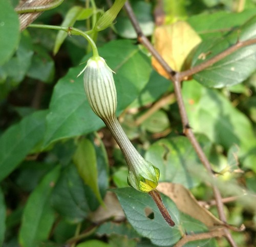 Ceropegia candelabrum (Ceropegia candelabrum)