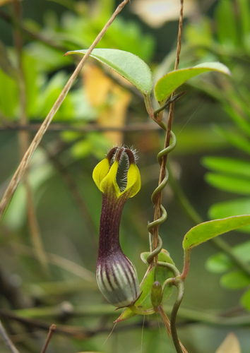 Ceropegia candelabrum (Ceropegia candelabrum)