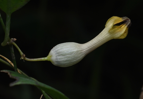 Ceropegia candelabrum (Ceropegia candelabrum)