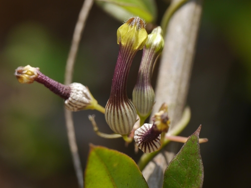 Ceropegia candelabrum (Ceropegia candelabrum)