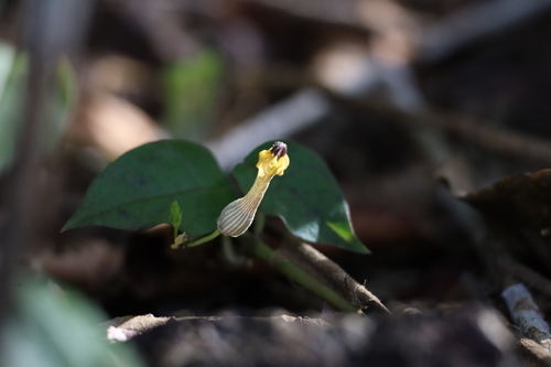 Ceropegia candelabrum (Ceropegia candelabrum)