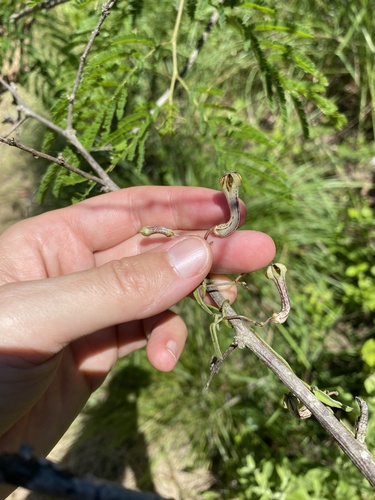 Ceropegia carnosa (Ceropegia carnosa)