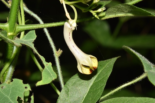 Ceropegia carnosa (Ceropegia carnosa)