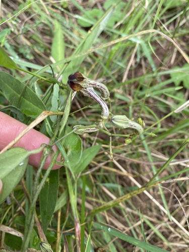 Ceropegia carnosa (Ceropegia carnosa)
