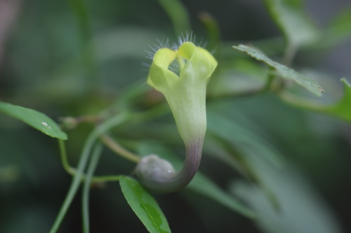 Ceropegia carnosa (Ceropegia carnosa)