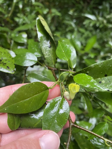 Ceropegia carnosa (Ceropegia carnosa)