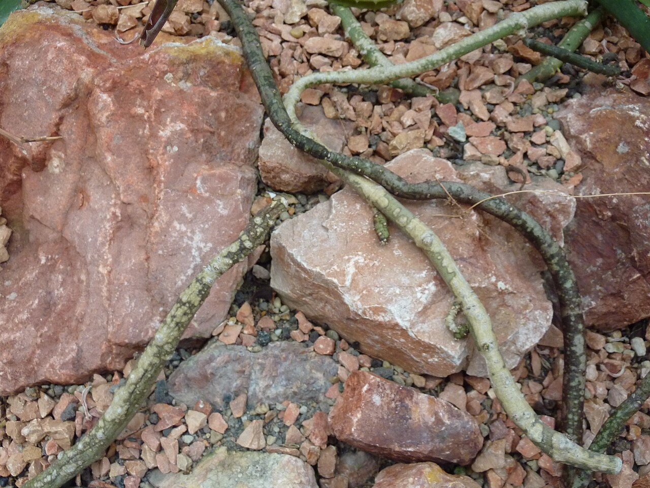 Ceropegia cimiciodora: Ceropegia cimiciodora in the Sukkulentensammlung Zürich