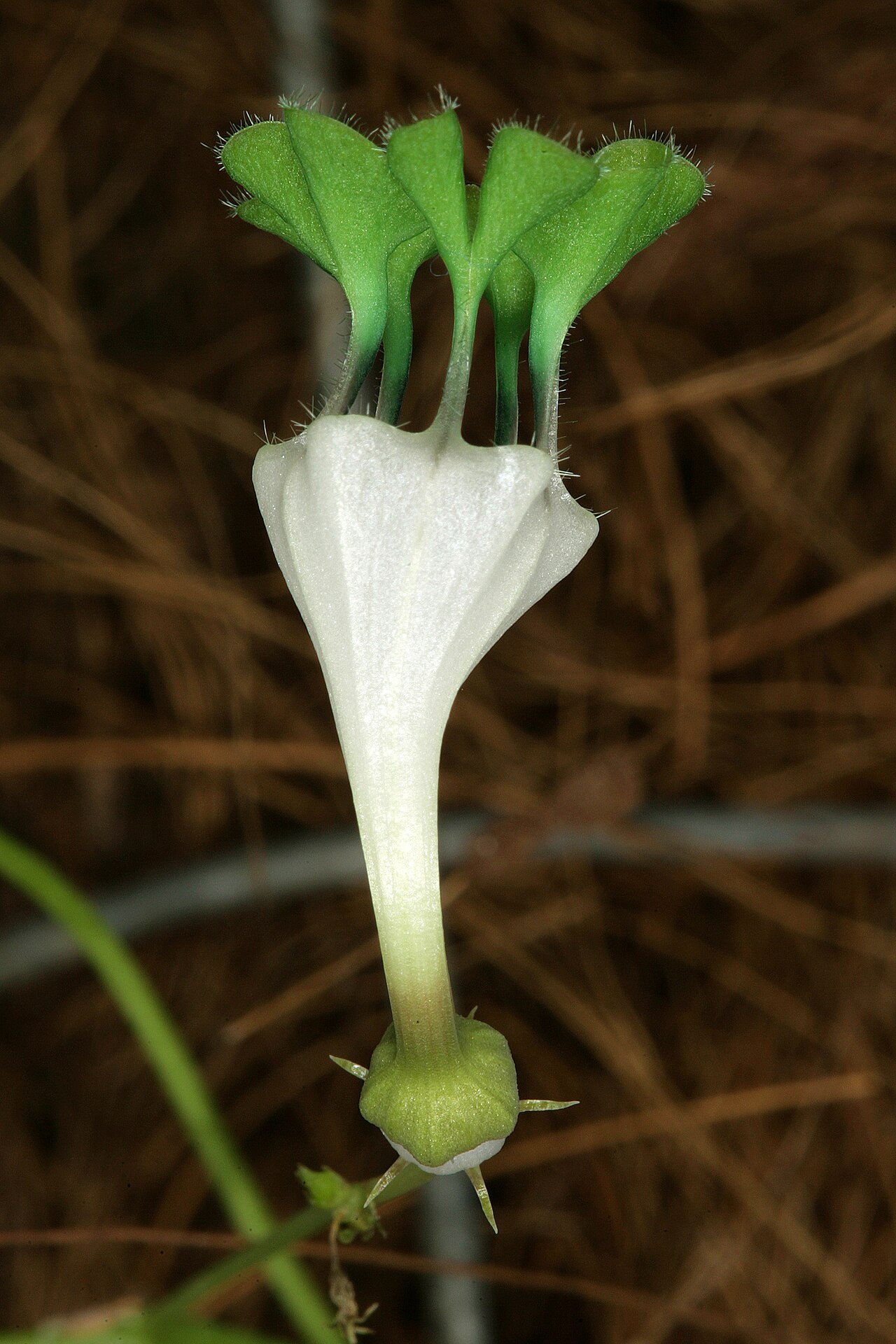 Ceropegia collaricorona: Ceropegia rendallii , flower; Manie van der Schijjf Botanical Garden, University of Pretoria, Pretoria, Gauteng, South Africa