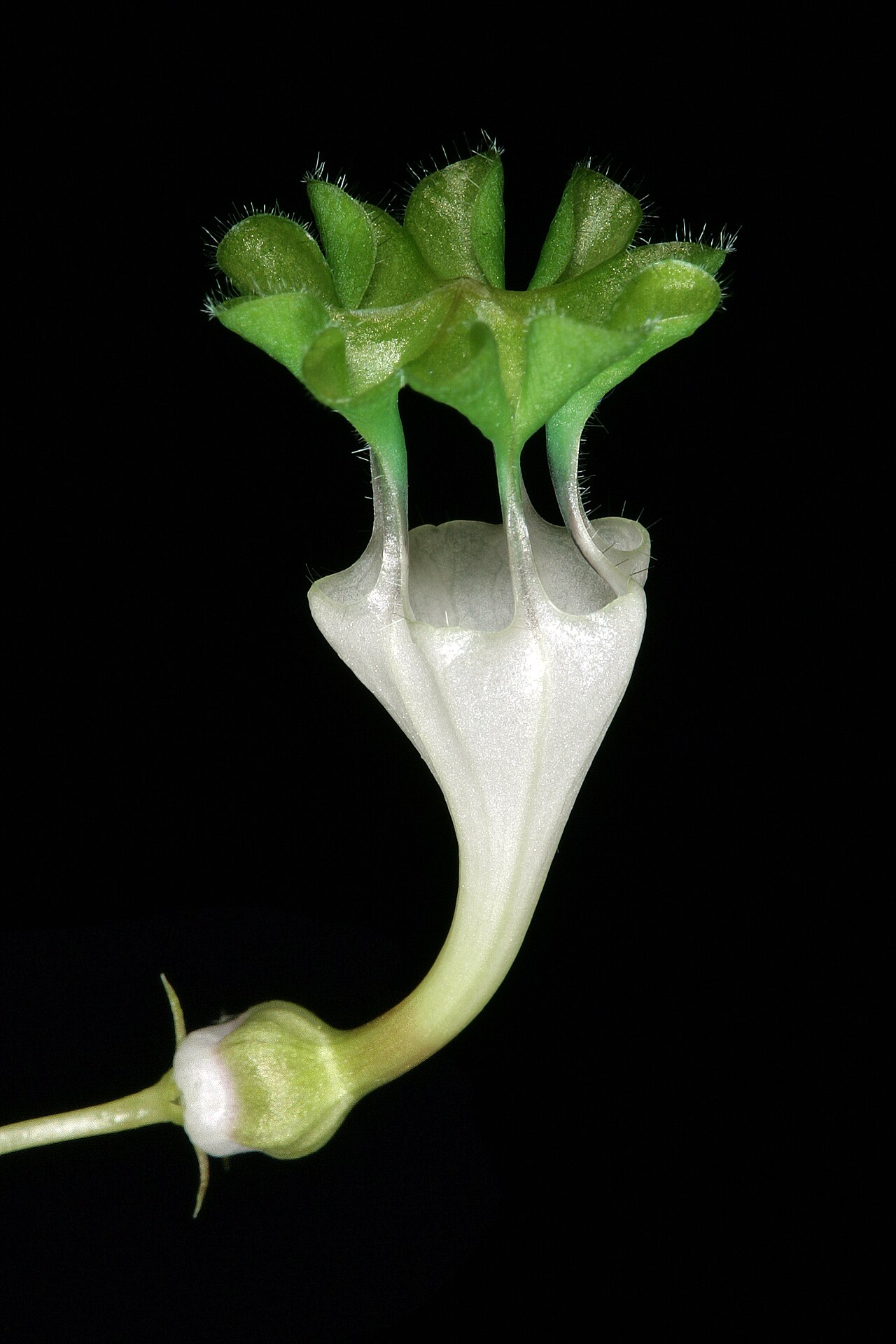Ceropegia collaricorona: Ceropegia rendallii , flower; Manie van der Schijjf Botanical Garden, University of Pretoria, Pretoria, Gauteng, South Africa
