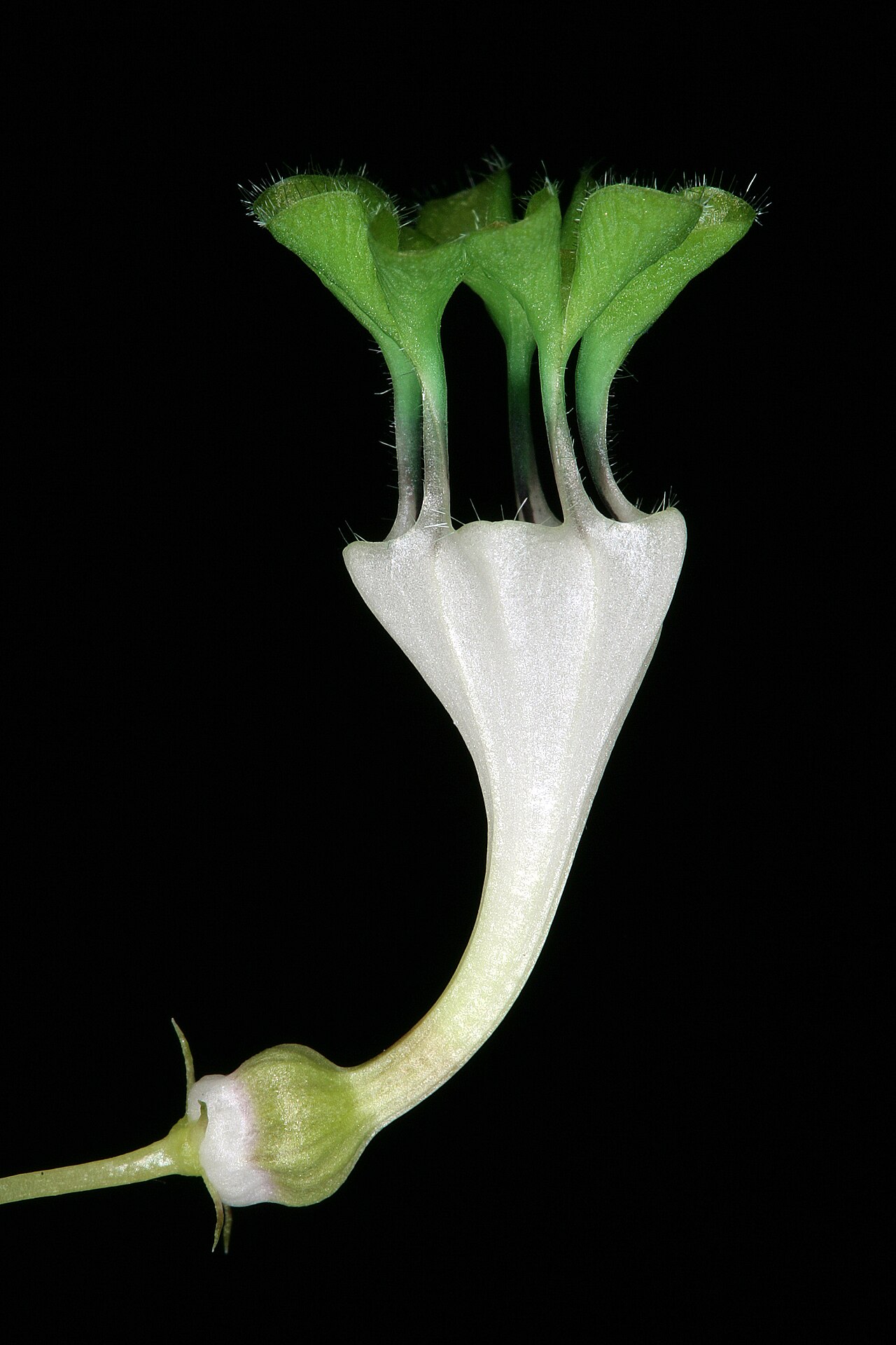 Ceropegia collaricorona: Ceropegia rendallii , flower; Manie van der Schijjf Botanical Garden, University of Pretoria, Pretoria, Gauteng, South Africa