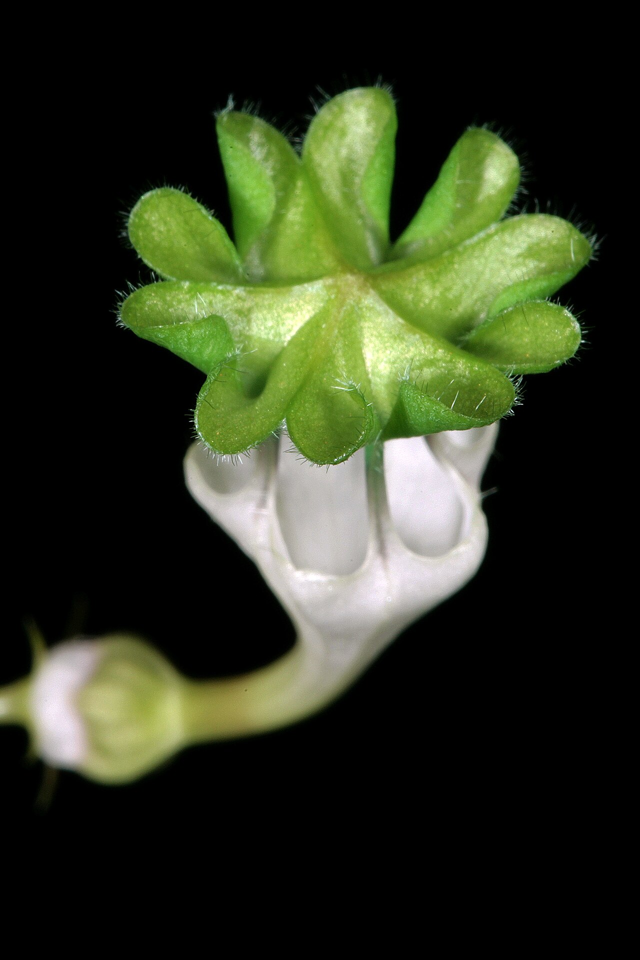 Ceropegia collaricorona: Ceropegia rendallii , flower; Manie van der Schijjf Botanical Garden, University of Pretoria, Pretoria, Gauteng, South Africa