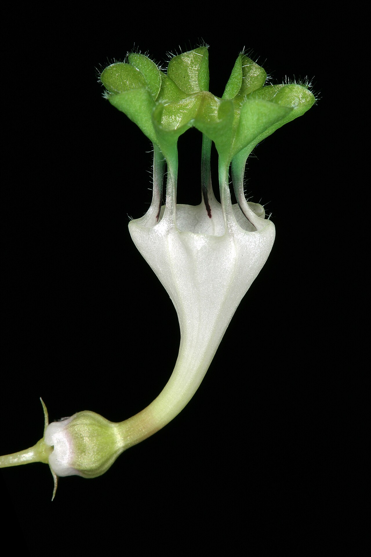 Ceropegia collaricorona: Ceropegia rendallii , flower; Manie van der Schijjf Botanical Garden, University of Pretoria, Pretoria, Gauteng, South Africa