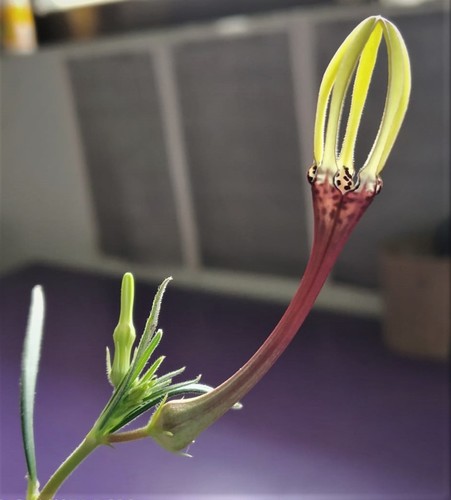 Ceropegia concanensis (Ceropegia concanensis)
