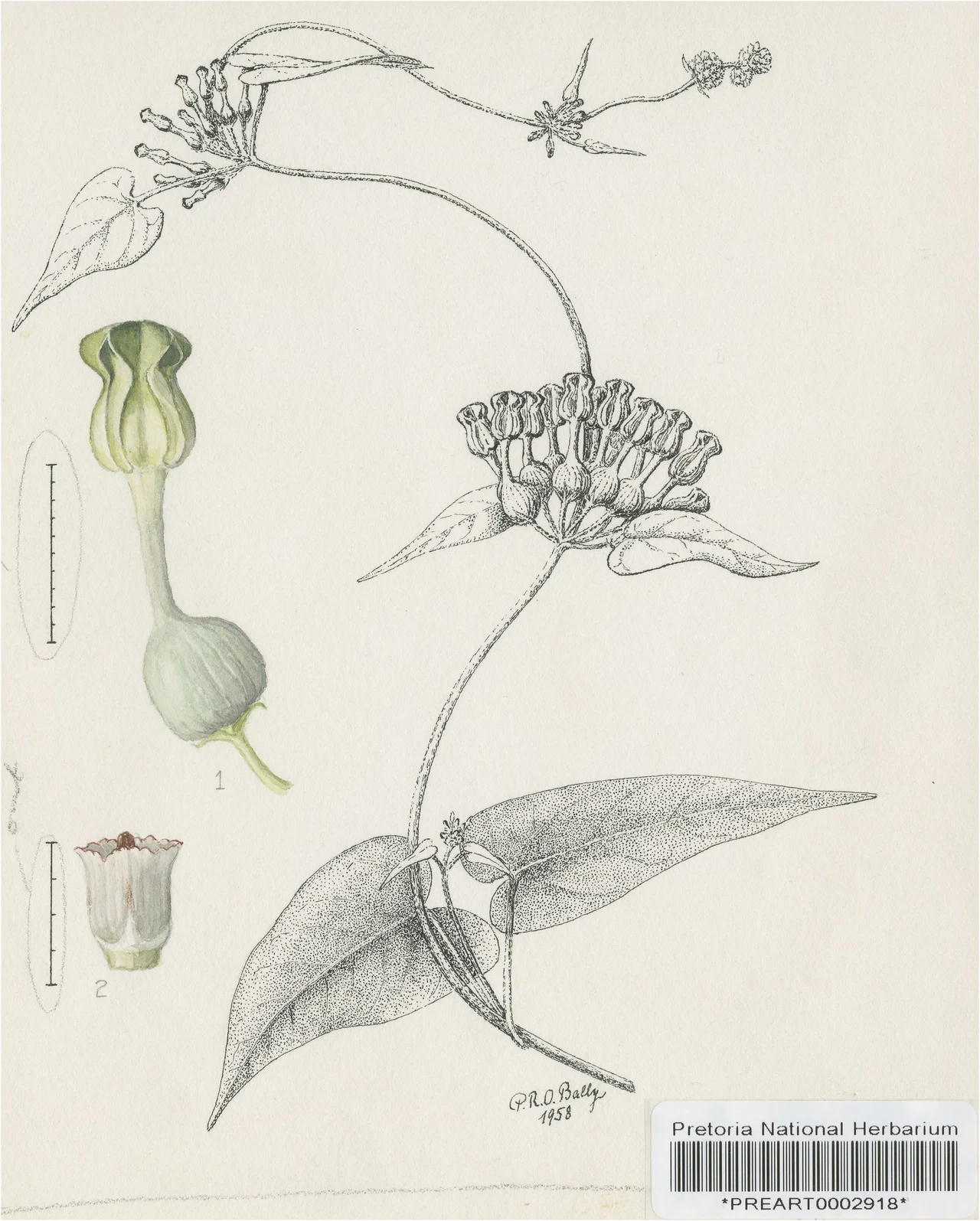 Ceropegia cordiloba: Peter Bally’s original illustration of Ceropegia cordiloba