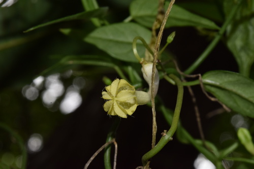 Ceropegia crassifolia (Ceropegia crassifolia)