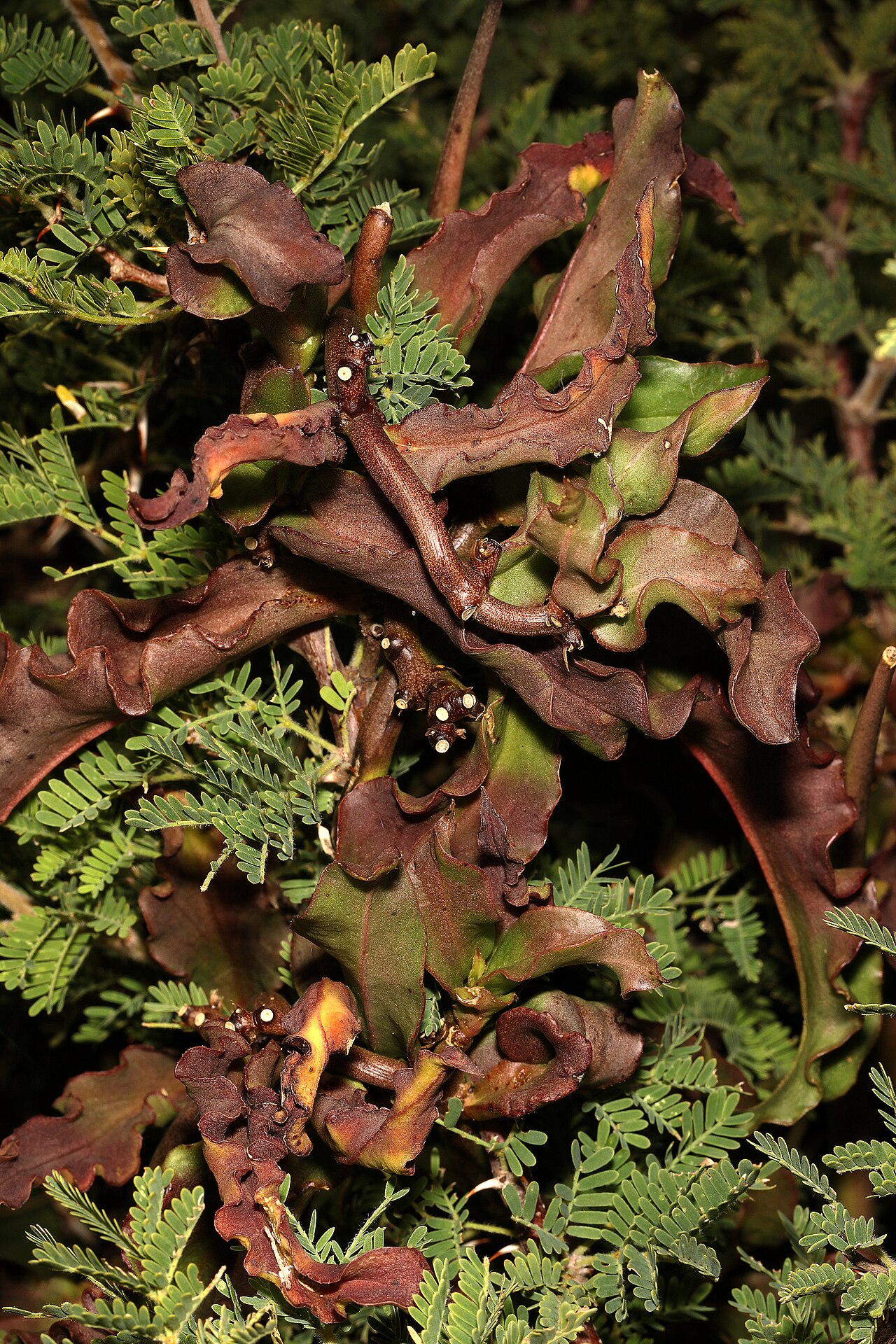 Ceropegia crassifolia: Ceropegia crassifolia , leaves (relatively large, semi-succulent); twiner in Vachellia hebeclada subsp. hebeclada . Ca. 1 km W of Wolmaransstad, North West, Sou