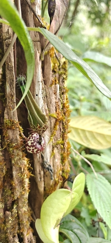 Ceropegia decaisneana (Ceropegia decaisneana)