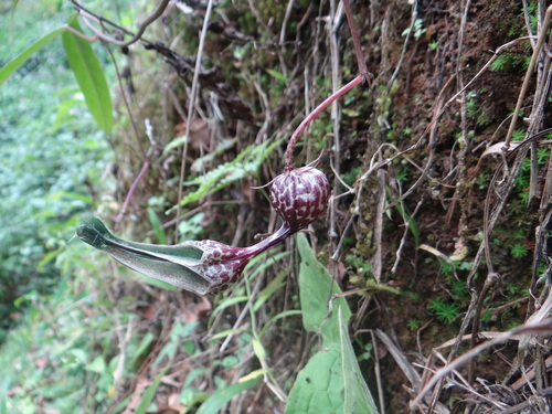 Ceropegia decaisneana (Ceropegia decaisneana)