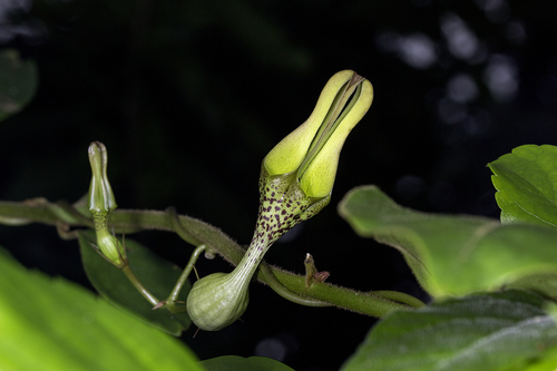Ceropegia decaisneana (Ceropegia decaisneana)