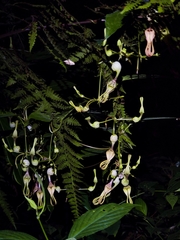 Ceropegia decaisneana (Ceropegia decaisneana)