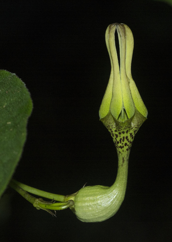 Ceropegia decaisneana (Ceropegia decaisneana)