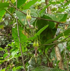 Ceropegia decaisneana (Ceropegia decaisneana)