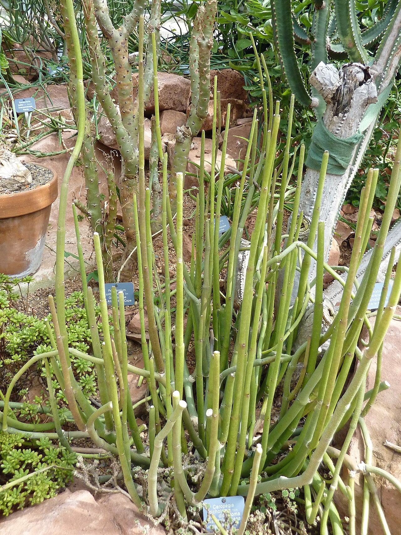 Ceropegia dichotoma: Ceropegia dichotoma at the Botanical Garden of the University of Basel.