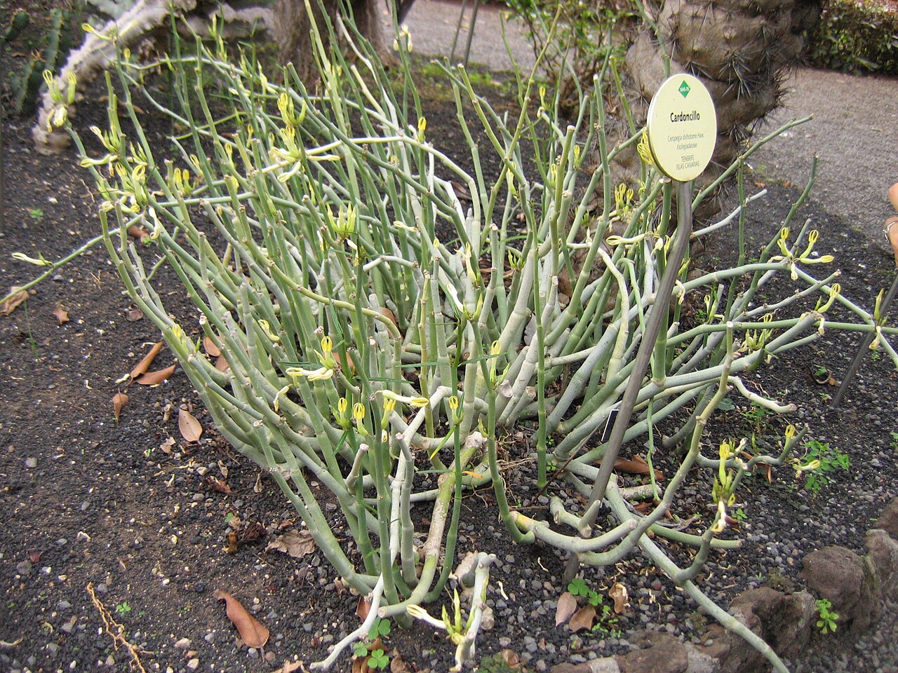 Ceropegia dichotoma: Ceropegia dichotoma (Haw.), growth form, Jardin botanico, Puerto de la Cruz, Tenerife, Canary Islands