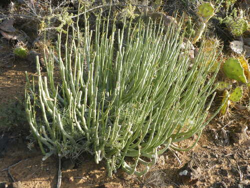 Ceropegia dichotoma (Ceropegia dichotoma)