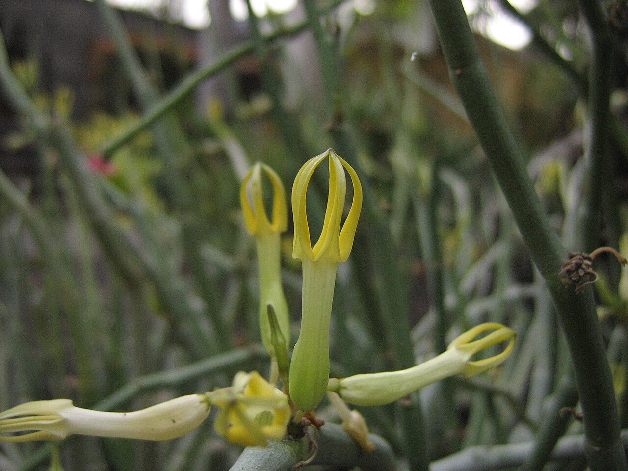 Ceropegia dichotoma: Ceropegia dichotoma (Haw.), flower, Jardin botanico, Puerto de la Cruz, Tenerife, Canary Islands