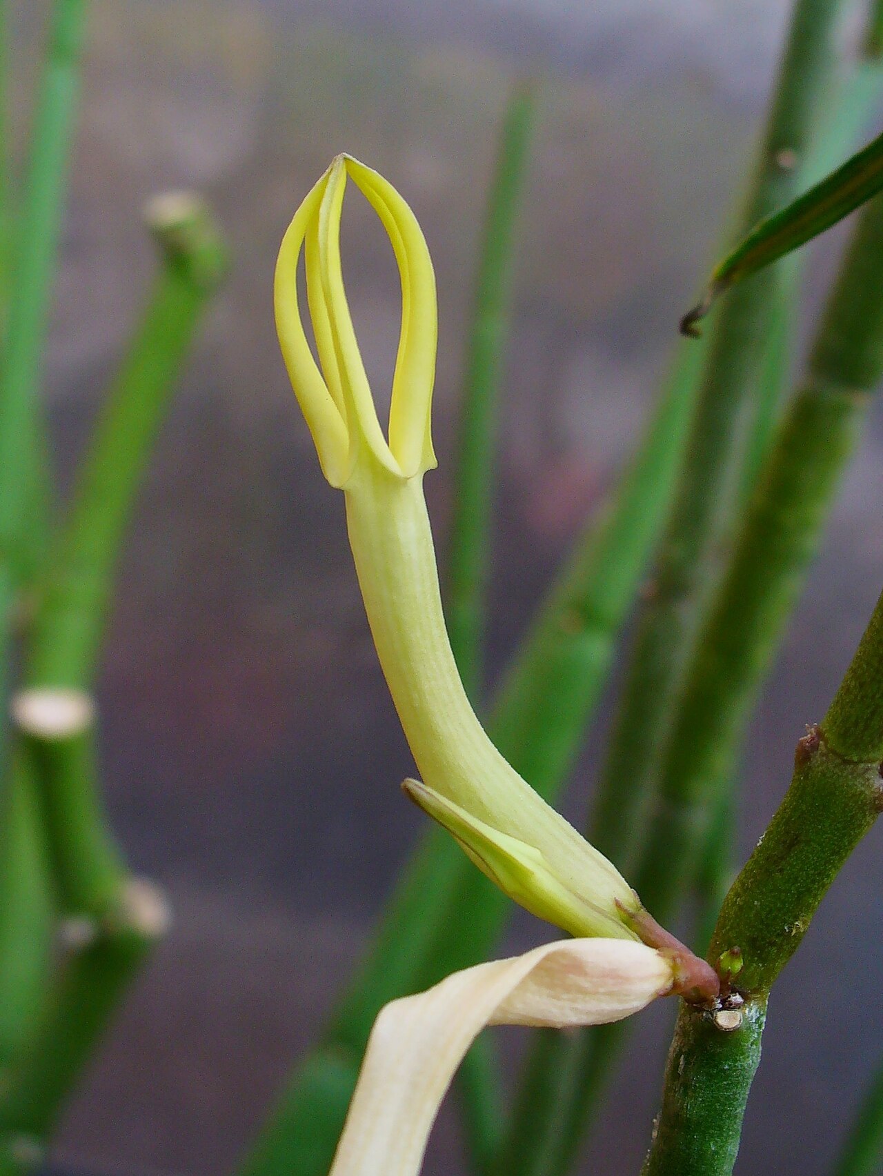 Ceropegia dichotoma: Ceropegia dichotoma , Apocyanaceae, Cardoncillo, flower; Botanical Garden KIT, Karlsruhe, Germany.