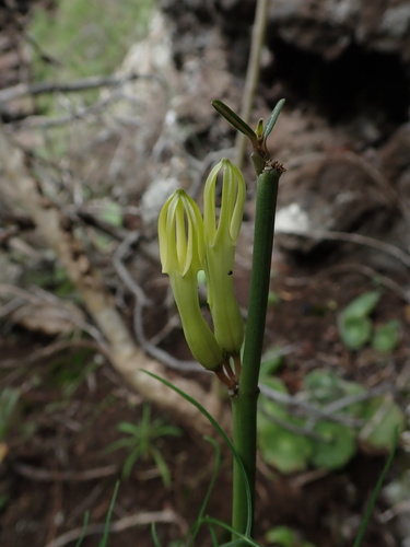 Ceropegia dichotoma (Ceropegia dichotoma)