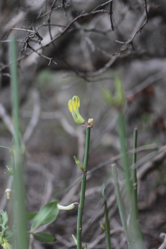 Ceropegia dichotoma (Ceropegia dichotoma)