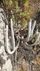 Ceropegia dichotoma (Ceropegia dichotoma)