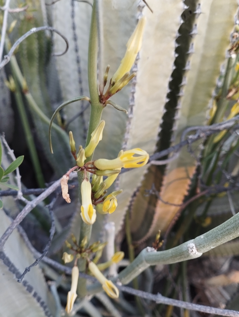 Ceropegia dichotoma (Ceropegia dichotoma)
