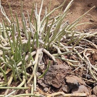 Ceropegia dichotoma (Ceropegia dichotoma)